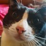 F4T_C4T🐾's profile picture