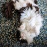 Chaot77 profil fotoğrafı