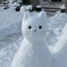 Snowcat 的头像