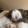 二次元猫's profile picture