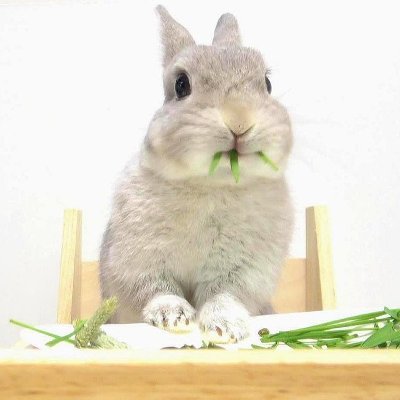 kogaranatenpa_y's profile picture