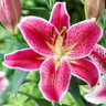 Фото профиля Lily Watson