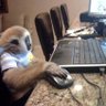 gibbon 的头像