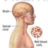 B12 tekort, de vergeten ziekte 🍀 profil fotoğrafı