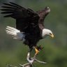 ابن بيروت's profile picture