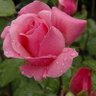 Фото профиля الريان