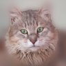 ゴン太's profile picture