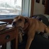 Arizona Kitty@wildcatcountry.com's profile picture