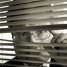 Markin Scorsese's profile picture