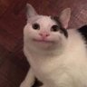 llama drama's profile picture