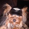 Yorkie Shimmy profil fotoğrafı