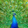 Фото профиля peacock