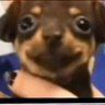 Soychihuahua🫡🖤's profile picture