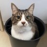 ミッツ profil fotoğrafı