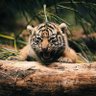 ஸர்காஸம் profil fotoğrafı