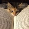 Dolcats profil fotoğrafı