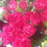 Mazhar Iqbal's profile picture