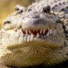 Profilbild von Agent Crocodile 🔫🐊
