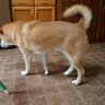 シバスふぉwaken 的头像
