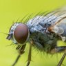 Flyhunter13 🇺🇲 profil fotoğrafı