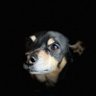 MafiaChihuahua profil fotoğrafı