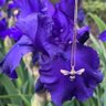 iRis 🐝 🧲🌷🧵👸🏾🤴🏻's profile picture