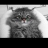 B.U's profile picture
