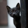BagOfCats 的头像