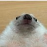 Profilbild von Oreol Soska