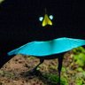 Фото профиля Guppyfrog