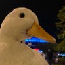 Kevin profil fotoğrafı