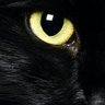 D!EGO's profile picture