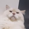 Profilbild von A