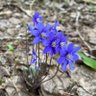 Rubus_chamaemorus's profile picture