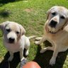 ShannyShea profil fotoğrafı