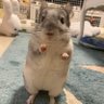 ひで's profile picture