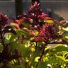 Фото профиля الباحث ◇