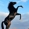 Omarh's profile picture