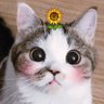 Фото профиля ⋆౨ৎ˚˖ FAH ⊹˚.