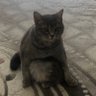 Küpeşte bey's profile picture