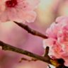 (هدى) profil fotoğrafı