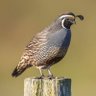 Scott Quail profil fotoğrafı