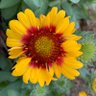 Profilbild von 🌞zusiesunshine 🌻😻