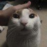 NyteOwl 的头像