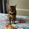 Bella A Bengal 🐆🐆 profil fotoğrafı