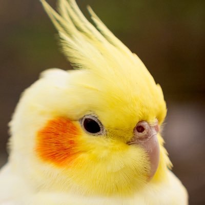 halhorn's profile picture