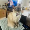 VONG yang profil fotoğrafı