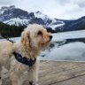 Фото профиля RockyMountainDoge