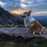妈祖故里 profil fotoğrafı