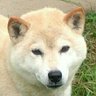 Profilbild von 毛フワな柴犬